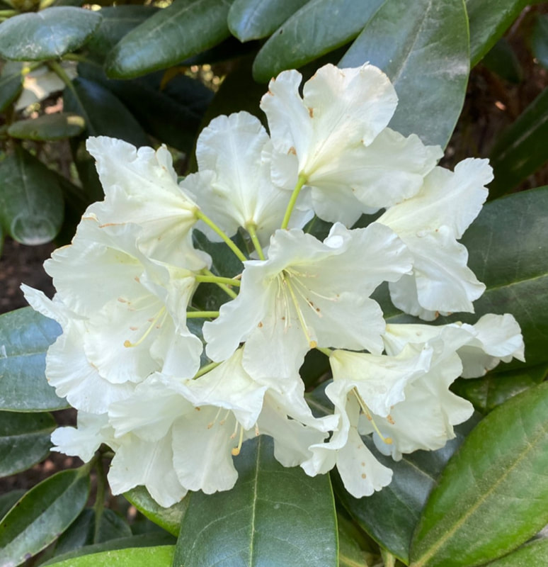 Rhododendron ’LUMOTAR’ ALPPIRUUSU LUMOTAR  Rhododendron,  VALKOALPPIRUUSU
