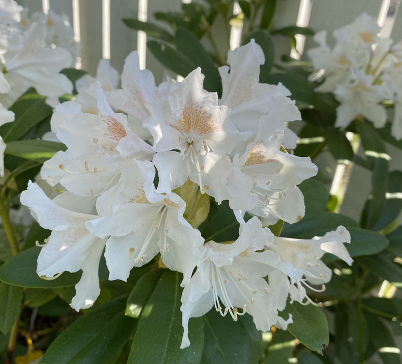 Rhododendron ' Cunninghams White', VALKOALPPIRUUSU

Matala lamoavasti kasvava alppiruusu. Kukinnossa keskim. 8 kukkaa. Kukka 5 cm leveä, puhtaanvalkoinen, nuppuna punertava, kukkii kesäkuussa. Lehdet tummanvihreät, alta ruskeakarvaiset. 

Rhododendron ’LUMOTAR’
ALPPIRUUSU LUMOTAR
Voimakkaan pystykasvuinen suomalainen alppiruusulajike. Kukat valkoiset, kukan keskellä hennon
vaaleanvihreä täplitys. Tuoksuva.
I-II(III) 1,5-2m x 1,5 x 2m Pv-V