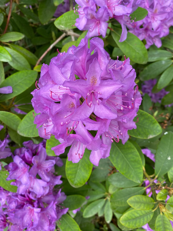 Rhododendron, 'Catawbiense Grandiflorum’ / Puistoalppiruusu, Alppiruusut ovat ikivihreitä, jäykkäoksaisia pensaita. Kukkivat näyttävästi kesäkuussa. Puistoalppiruusujen lehdet ovat suikeat, 10-12 cm pitkät ja hohtavan vihreät. Alppiruusut vaativat syvämultaisen, kuohkean, puolivarjoisan kasvupaikan.Grandiflorumin kukinta violetti.