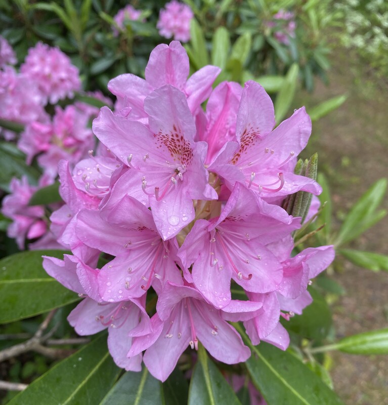 Rhododendron / Marjatanalppiruusut
Rhododendron  Tigerstedt'/ Marjatanalppiruusu 
*Haaga' Vaalean lilanpunainen. Kukkatertut suuret, voimakkaan vaaleanpunaiset, tummatäpläiset. Pystykasvuinen, säännöllisen pyöreä, runsaasti haarova. Lehdistö kaunis, kiiltävän tumman vihreä. Tigerstedtii-ryhmä