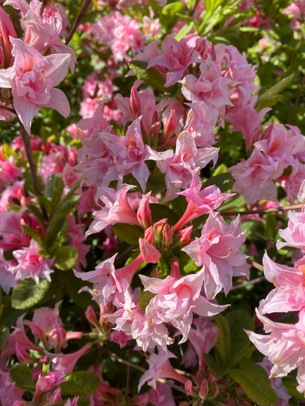 Rhododendron Atsalea 
'Ruususen Uni' on Marjatta Uosukaisen lisäykseen valitsema ja nimeämä vanha atsaleapensas Arboretum Mustilan Terassilta. Todennäköisesti kyseessä on Mustilaan 1930-luvulla istutettu kerrottukukkainen Rustica-ryhmän atsalea 'Aida' 1800-luvulta, joka nyt on saanut uuden nimen.
 
'Ruususen Uni'n  siro kukka on pastellisen vaaleanpunainen ja kerrattu. Syysväritys pensaalla on oranssinpunainen tai helakanpunainen. Kymmenessä vuodessa pensas kasvaa täyteen mittaansa, noin metrin korkeuteen. 
 
'Ruususen Uni' kuuluu FinE-kasvi