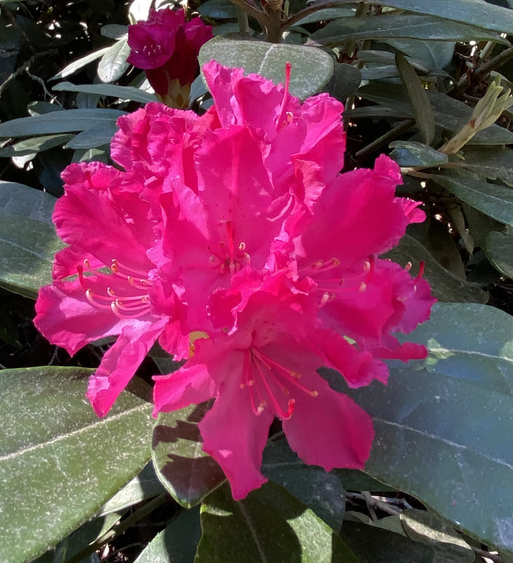 Rhododendron 'Hellikki'/ Alppiruusu  Rhododendron 'Hellikki'/ Alppiruusu