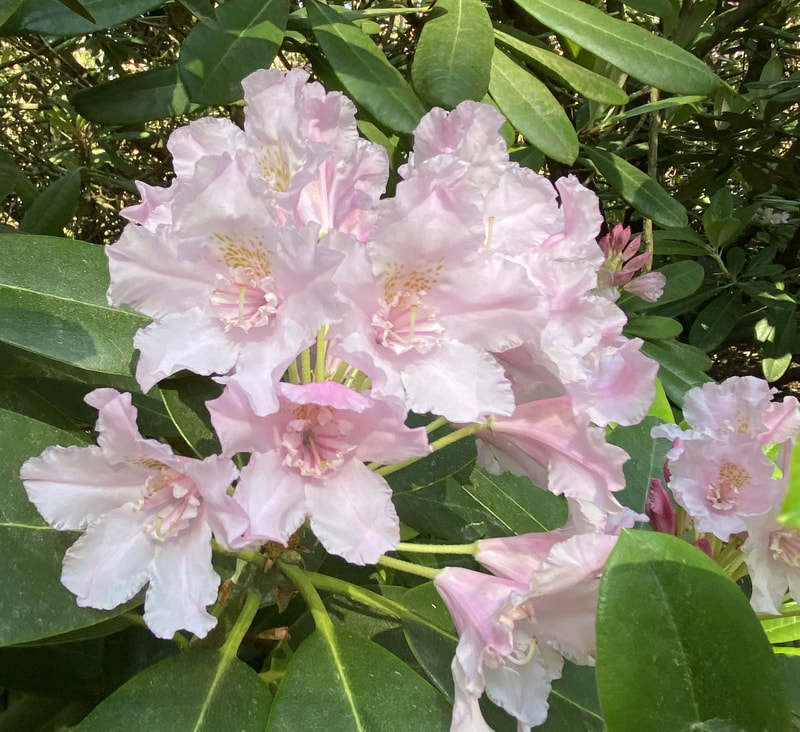 Rhododendron / Puistoalppiruusut
Alppiruusut ovat ikivihreitä, jäykkäoksaisia pensaita. Kukkivat näyttävästi kesäkuussa. Puistoalppiruusujen lehdet ovat suikeat, 10-12 cm pitkät ja hohtavan vihreät. Alppiruusut vaativat syvämultaisen, kuohkean, puolivarjoisan kasvupaikan.Kukinta violetti. I-III 1,5-2 m x 1,5-2 m Pv-V Tuore-Kostea MYYNTIKOOT: 30-40, 50-60