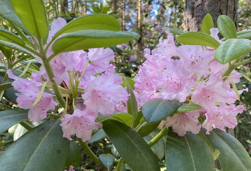 Rhododendron / Puistoalppiruusut
Alppiruusut ovat ikivihreitä, jäykkäoksaisia pensaita. Kukkivat näyttävästi kesäkuussa. Puistoalppiruusujen lehdet ovat suikeat, 10-12 cm pitkät ja hohtavan vihreät. Alppiruusut vaativat syvämultaisen, kuohkean, puolivarjoisan kasvupaikan.Kukinta violetti. I-III 1,5-2 m x 1,5-2 m Pv-V Tuore-Kostea MYYNTIKOOT: 30-40, 50-60