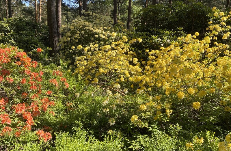 Revontuliatsalea - Rhododendron x `Golden Lights`  Alppiruusupuisto Haaga Finland