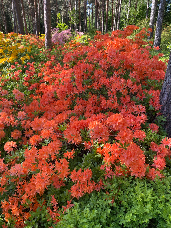 Rhododendron (Knap Hill-Group) 'Satan'. Puistoatsalea 'Satan'