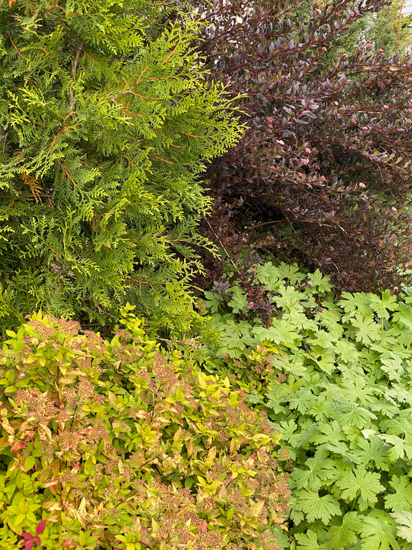  'TINY WINE'
PURPPURAHEISIANGERVO
Matala ja hillittykasvuinen lajike. Lehdet purppuranpunaiset.
Physocarpus opulifolius/ Purppuraheisiangervot  