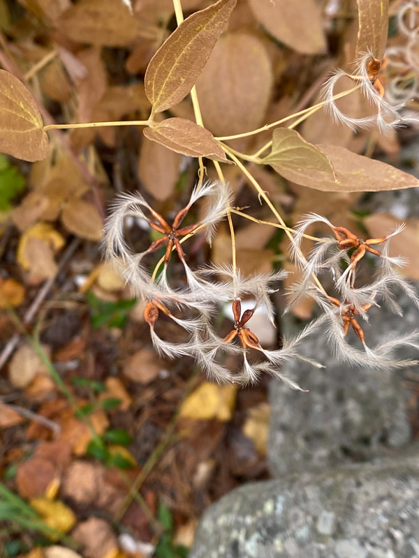 Clematis mandschurica / Mantsuriankärhö
Helppohoitoinen perennakärhö. Ei kiipeile, mutta on tuuhean kasvutapansa vuoksi helppo tukea. Erittäin runsaasti pieniä, valkoisia, tähtimäisiä, hennosti tuoksuvia kukkia heinäkuulta pitkälle syyskuuhun. I-VI 1,5-2 m A-Pv Kuiva-Tuore