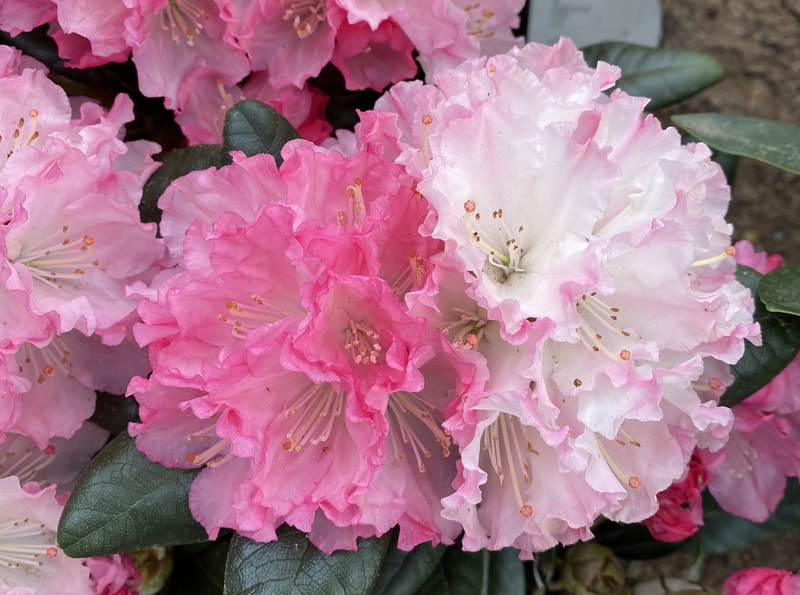 Alppiruusut / Rhododendron
Royal Rosy' / Alppiruusu
Royal-sarjan alppiruusut ovat tuloksena yli vuosikymmenen kestäneestä jalostustyöstä, jossa tavoitteena oli saada aikaan talvenkestäviä, terveitä, tuuheakasvuisia, runsaasti kauniissa väreissä kukkivia lajikkeita. Jalostusohjelmassa käytettiin myös suomalaisia alppiruusulajikkeita. Kukat vaaleanpunaiset, terälehtien reunat syvän roosat. Matalahko, runsaasti kukkiva lajike. I-IV(?) 0,8-1,0 m x 0,8-1,0 m Pv-V Tuore-Kostea