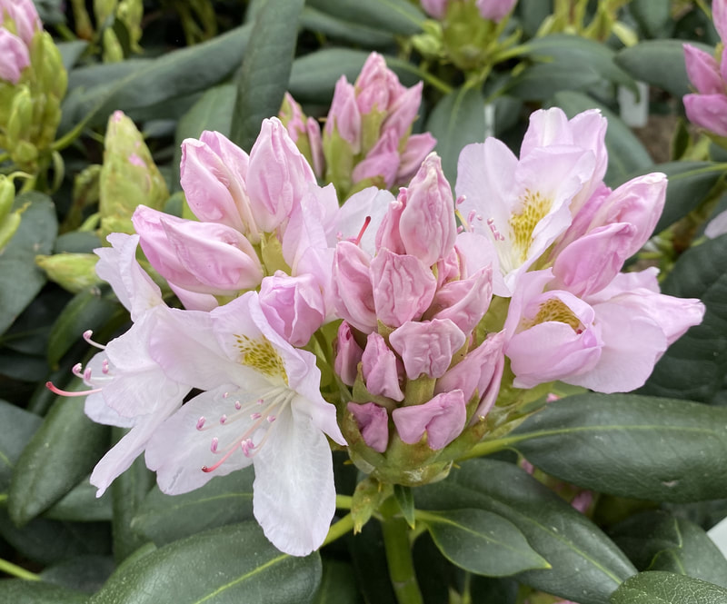 Rhododendron    ’Pohjan tytär’ Nuput violetinvaalenpunaiset, auetessaan lähes valkoiset, suuret ja syvään lohkoiset. Pohjolan tytär on lamoavakasvuinen, voimakkaasti haarova peittokasvi. Alkuperäisen yksilön läpimitta oli 15-vuotiaana noin 8 m. Istutettava ehdottomasti suojaan kevätauringon paahteelta. Kukkii kesäkuun alussa.

Suomessa jalostettu ’Pohjolan Tytär’ on kymmenvuotiaana vasta metrin korkuinen, mutta leveyttä kertyy reilusti lamoavien oksien vuoksi. Kukinta on aikaista.

SOVELTUVUUS: Metsäpuutarha.